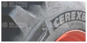 CereXbib CFO